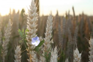 La fleur dans les blés